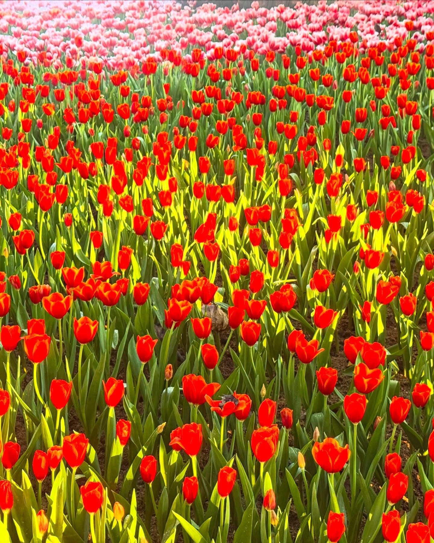 Red tulips