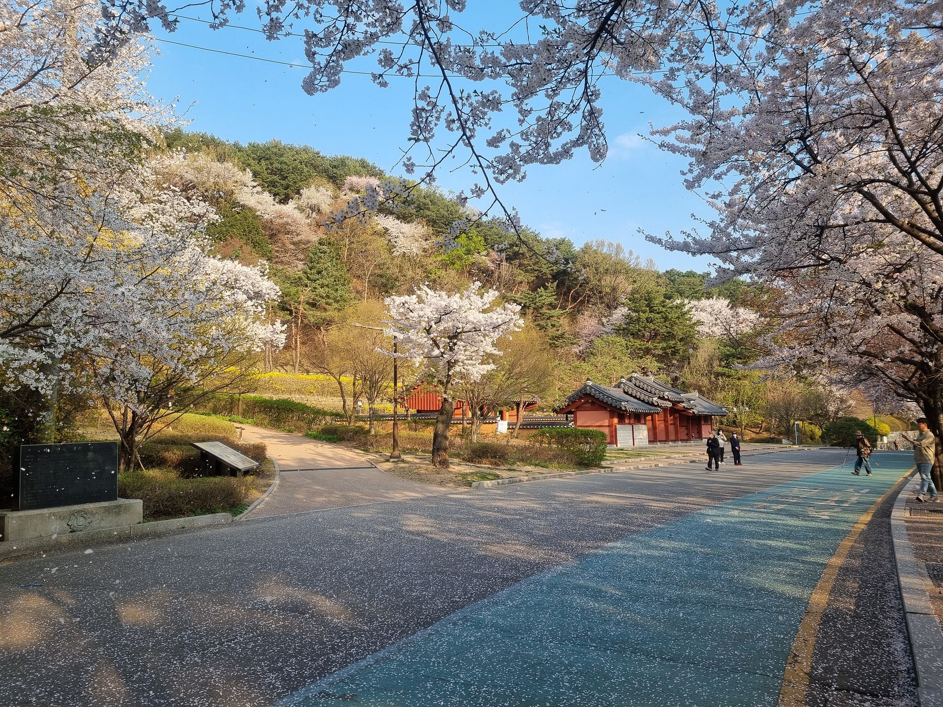 cherry blossoms at suwon1