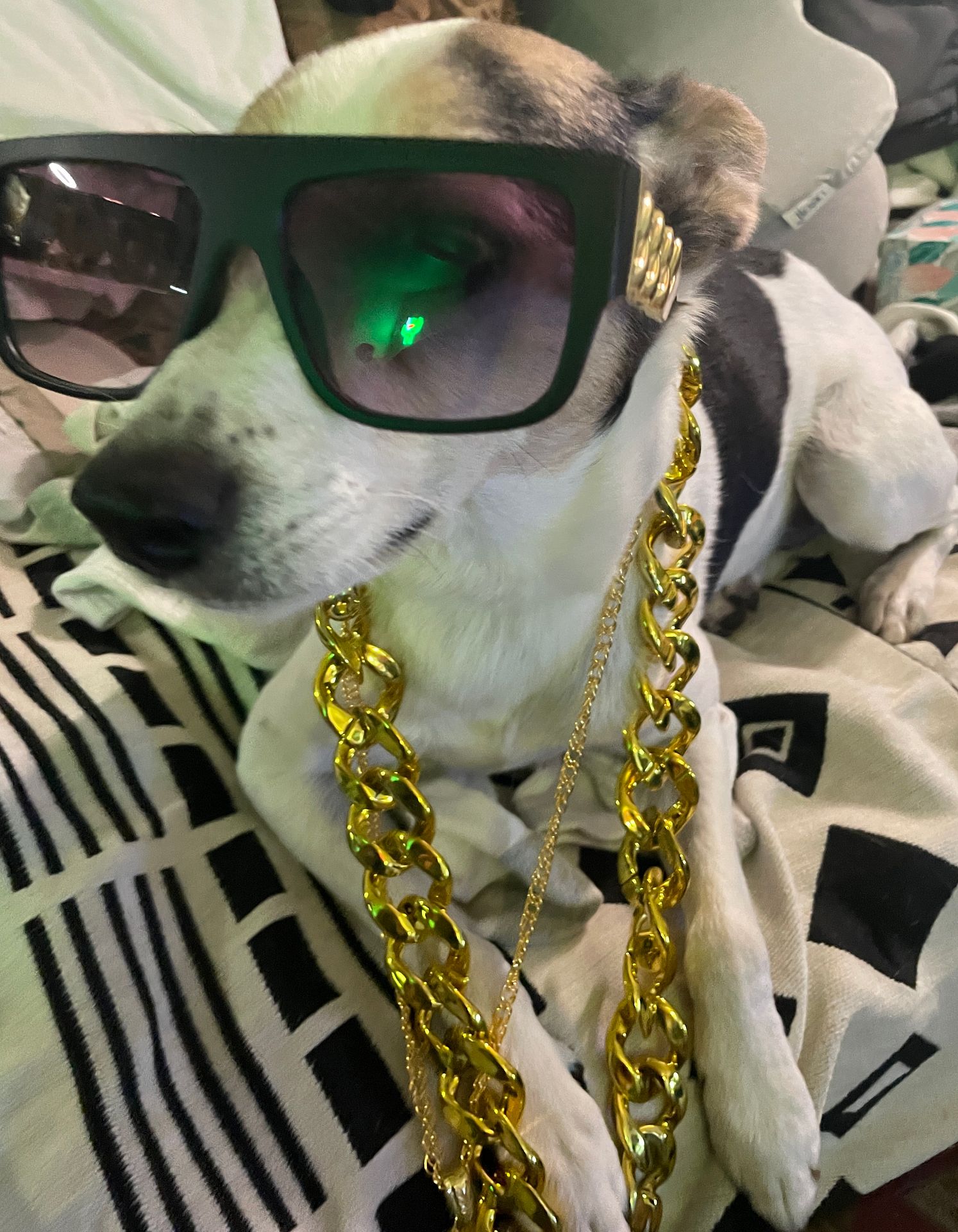 Dog Wif Bling