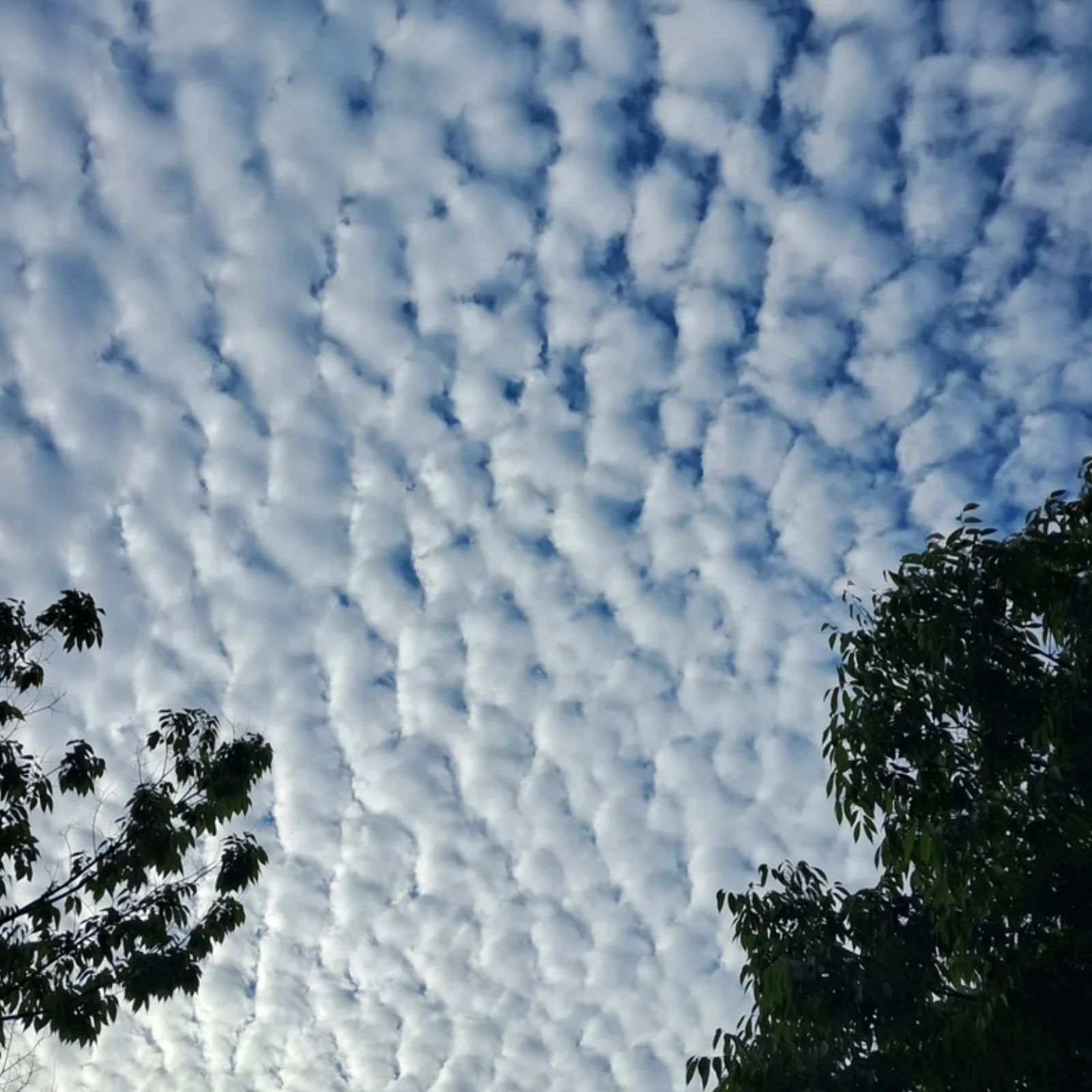 A cumulocirrus cloud