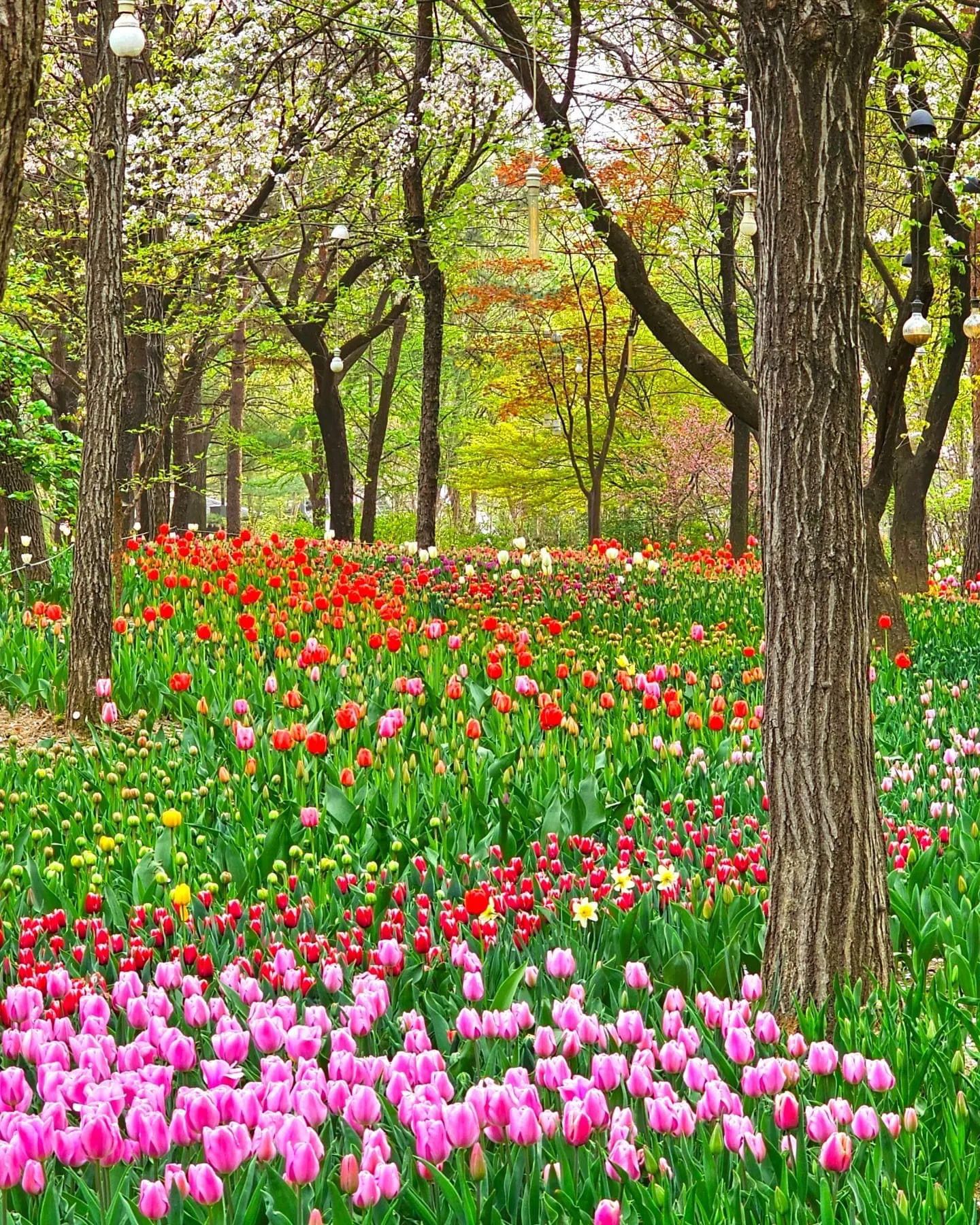 Seoul Forest(서울숲), Korea