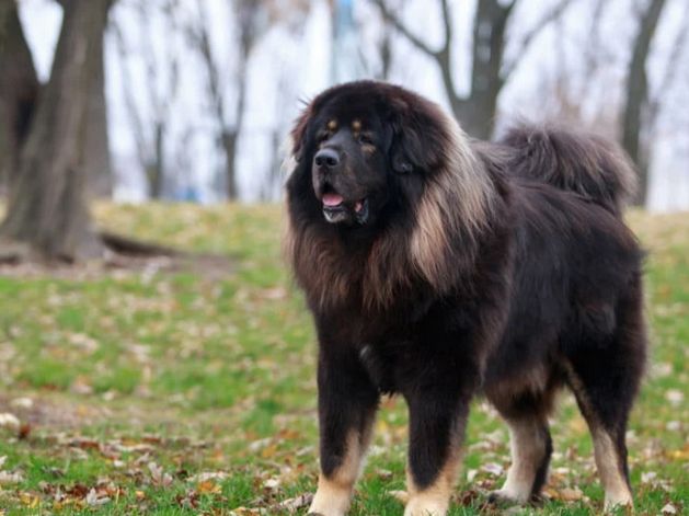 Tibetan Mastiff