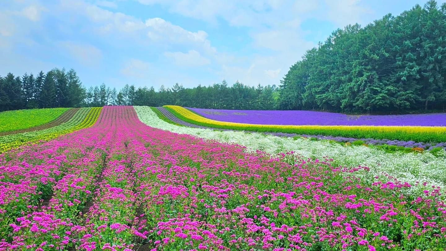 Farm Tomita, Furano, Hokaido