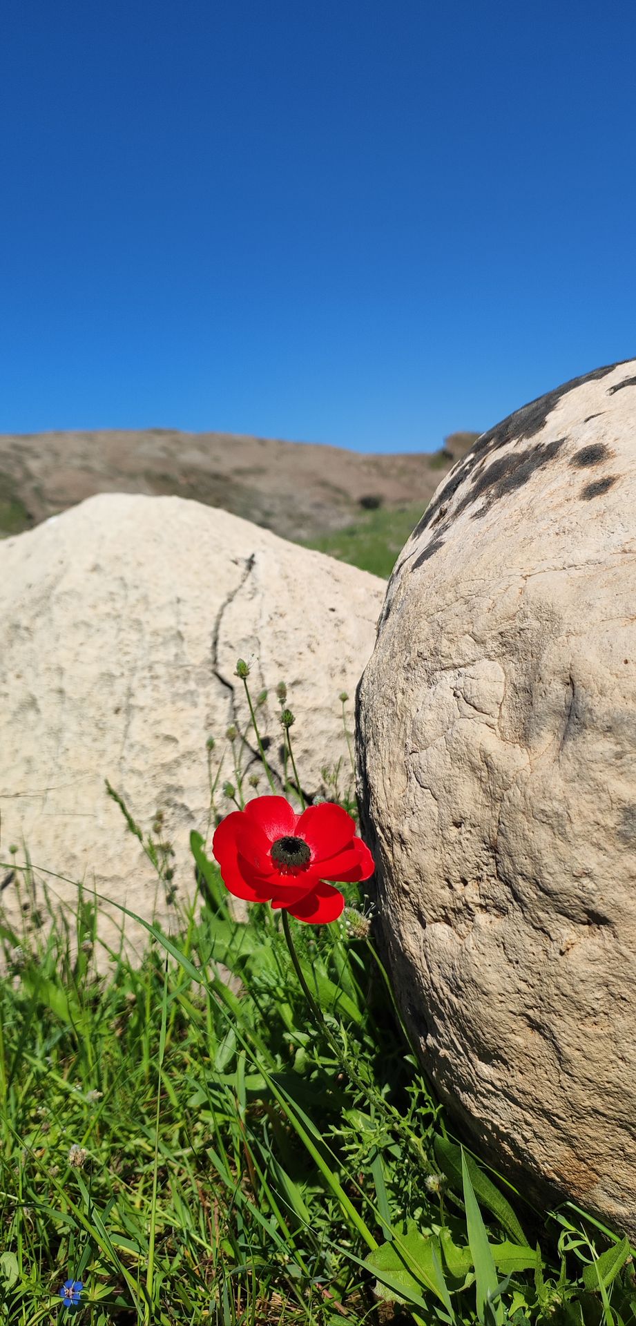 Red Flower