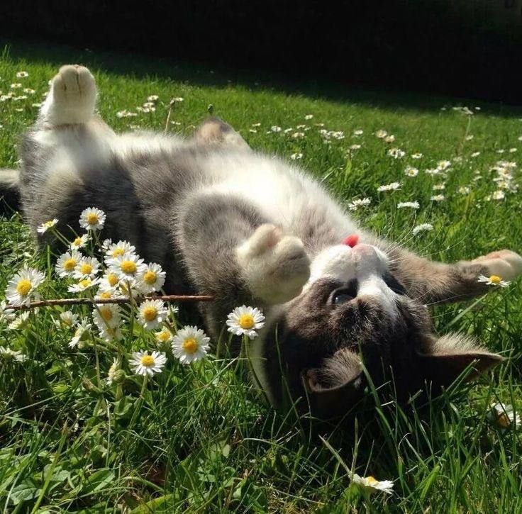 cat in a meadow of flowers