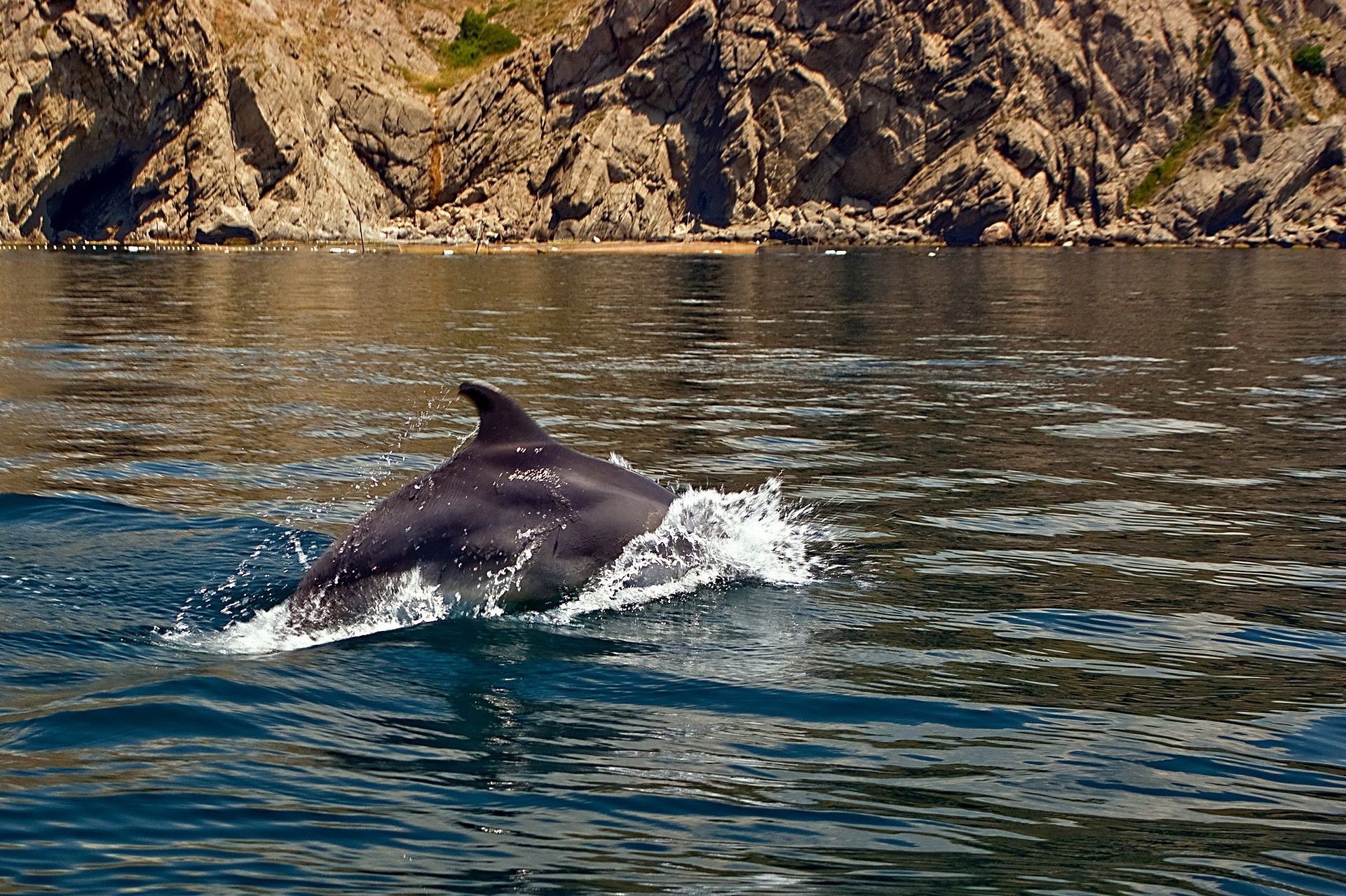 Dolphin in the Black sea