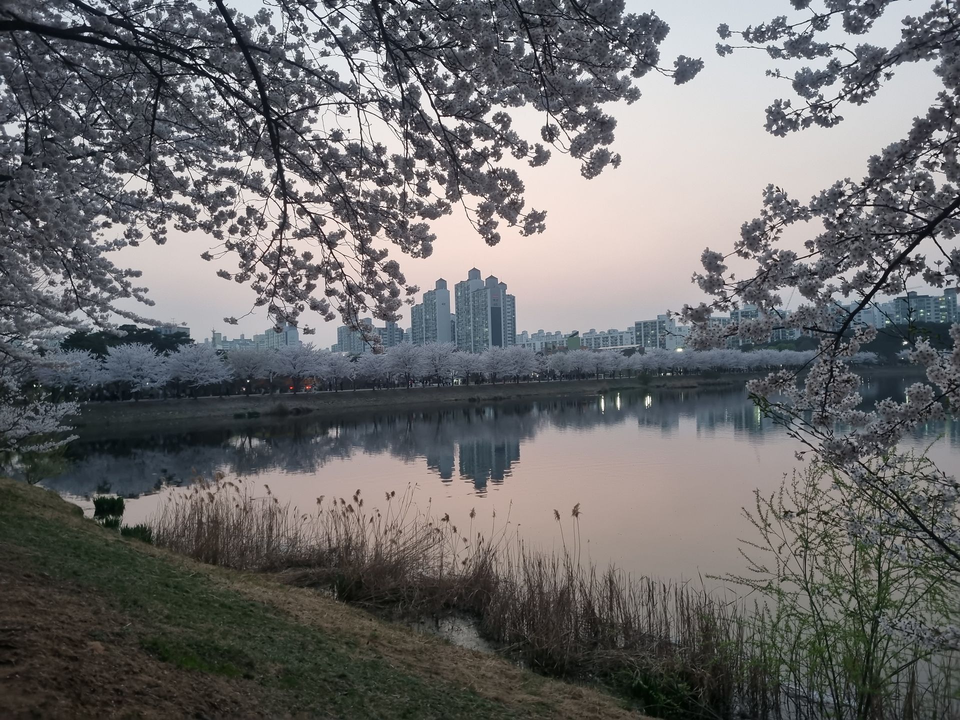 cherry blossoms at suwon14