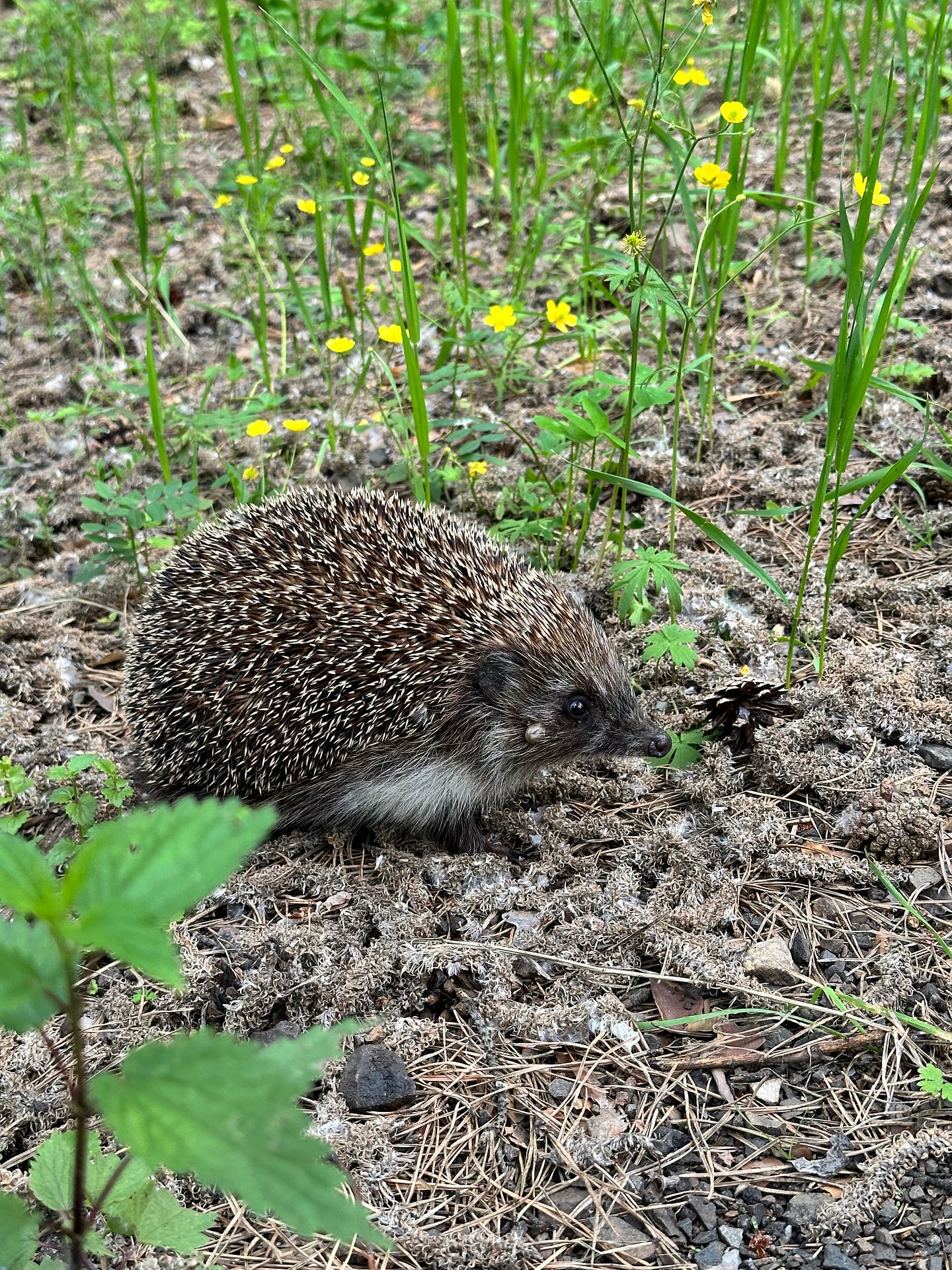 One familiar hedgehog