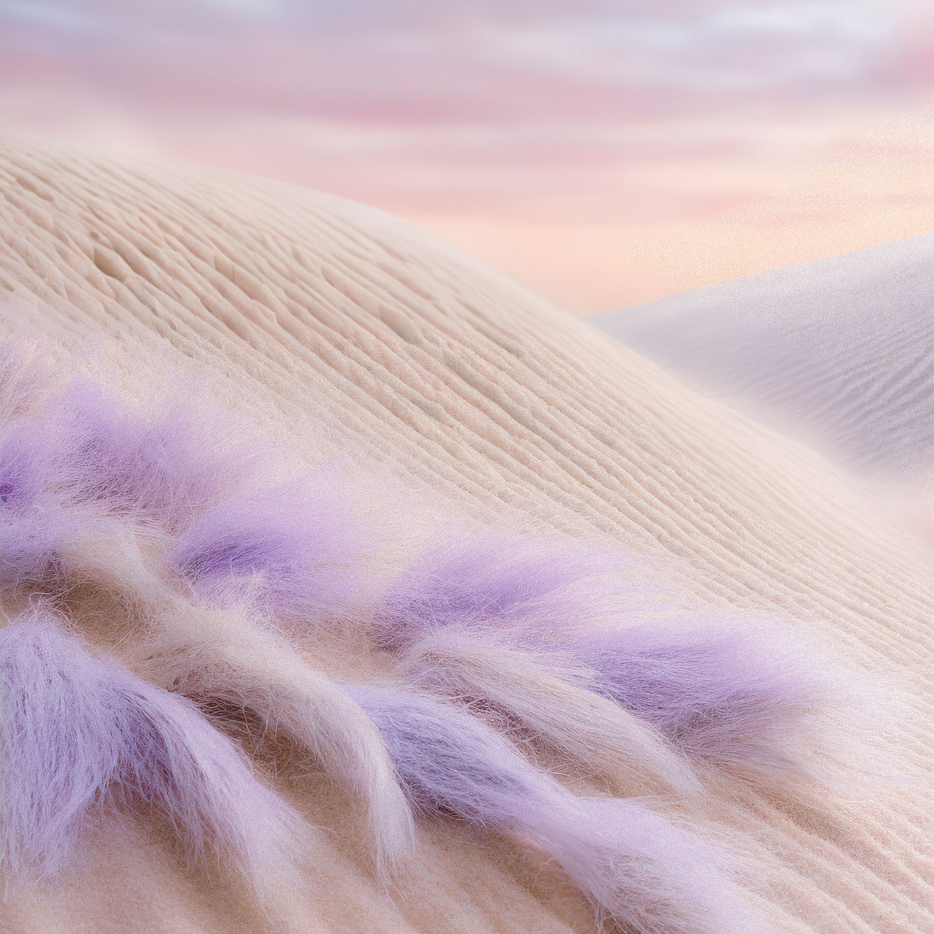 purple dune