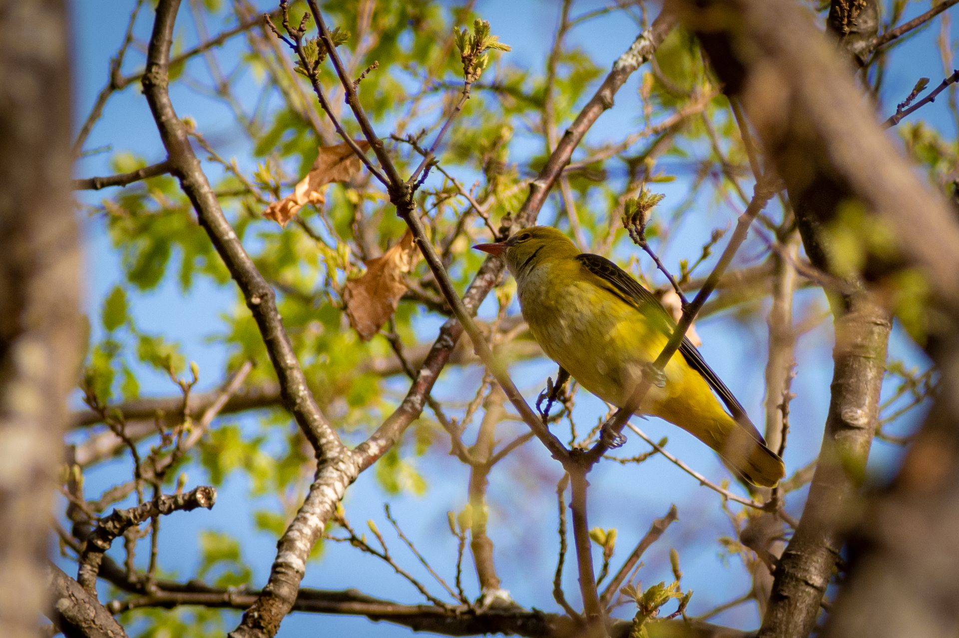 bird in the spring