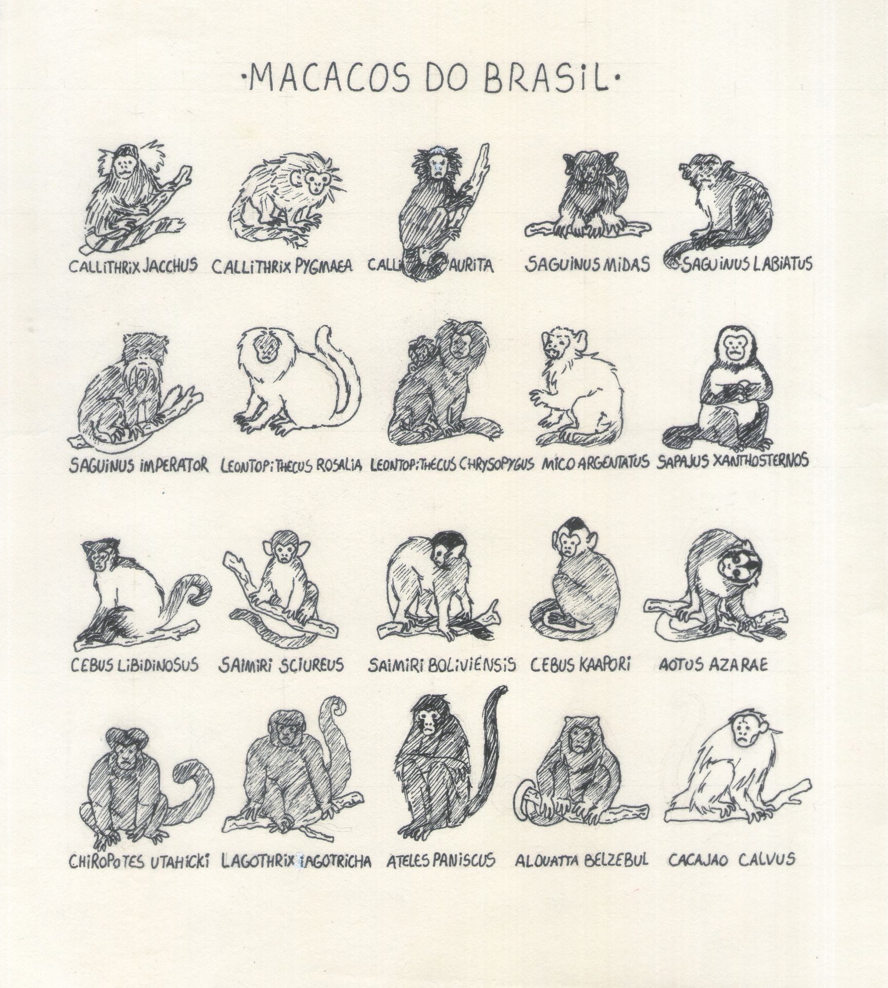 monkeys from Brasil 