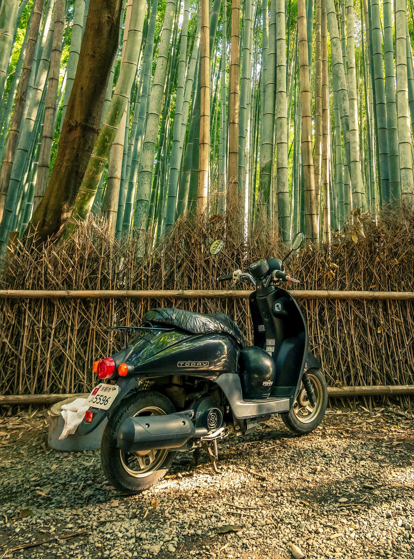 Bamboo Ride