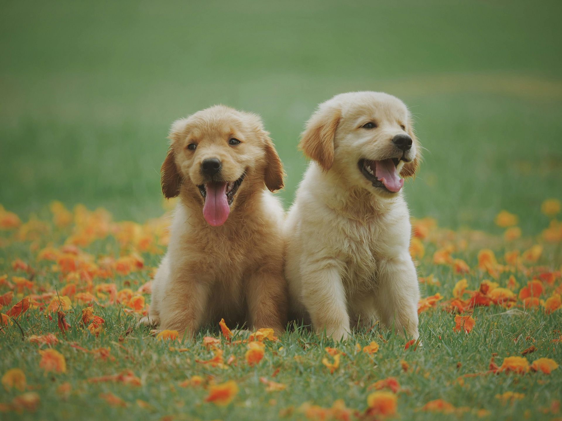 lab pups