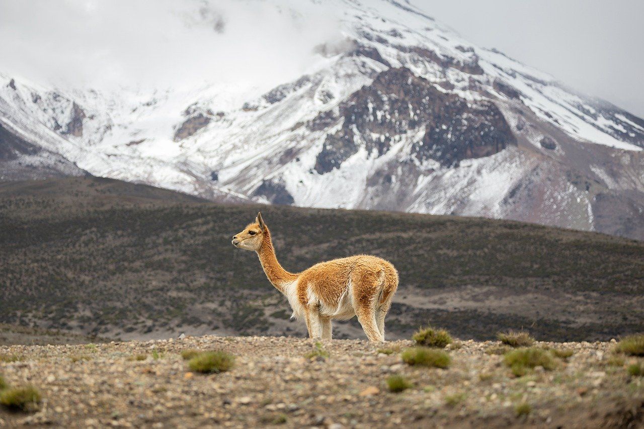 Vicuna