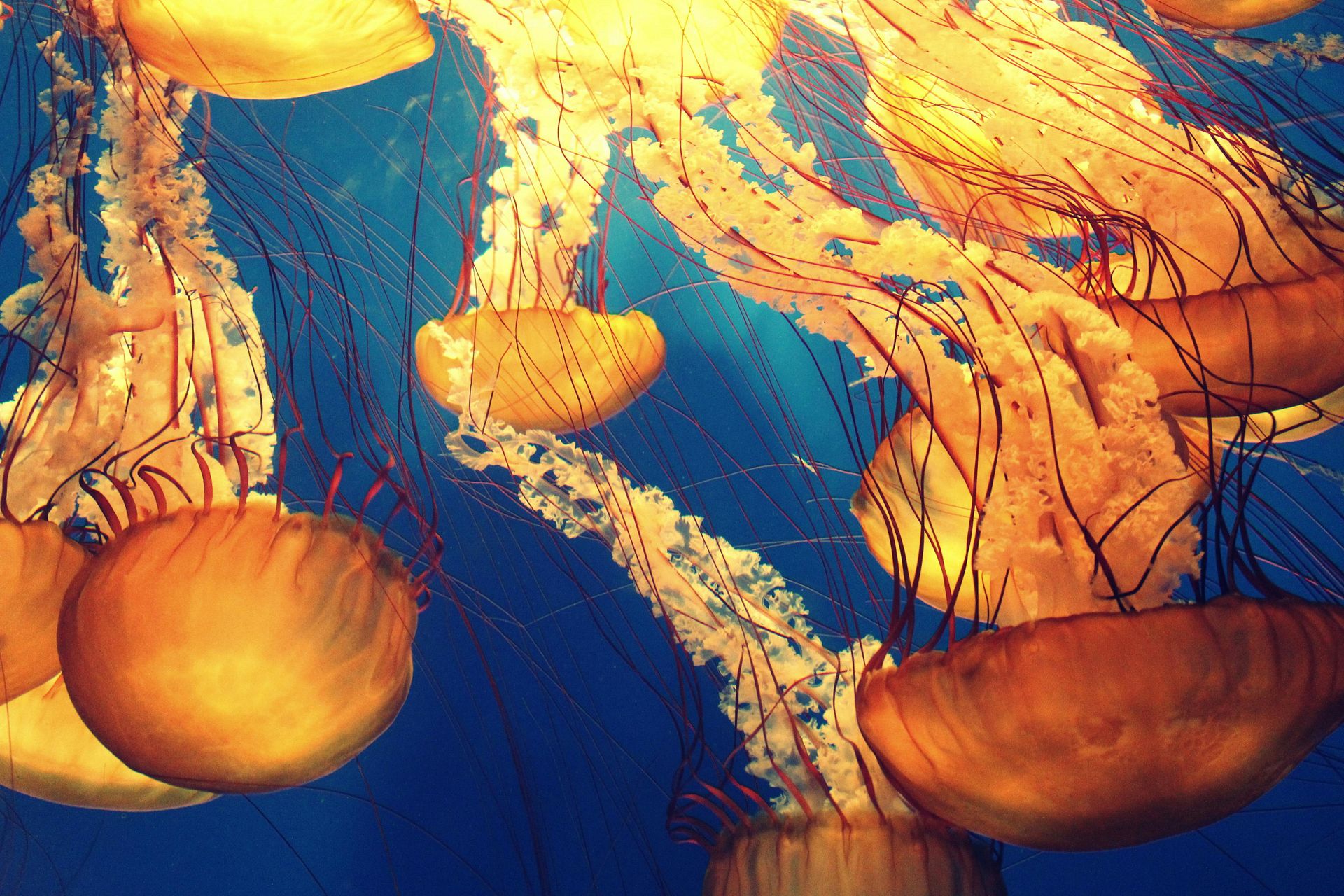 Jellyfish like Orange 02