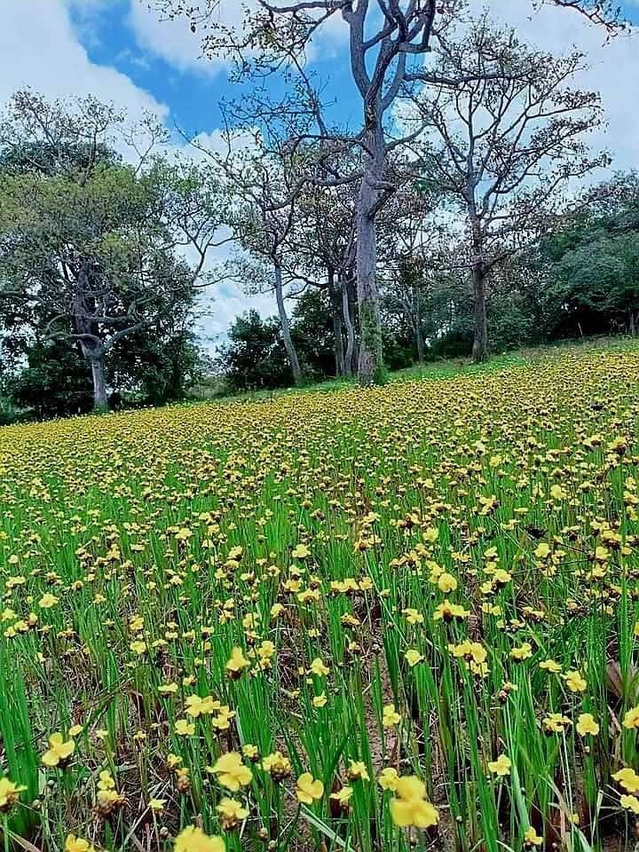 Ringworm flower