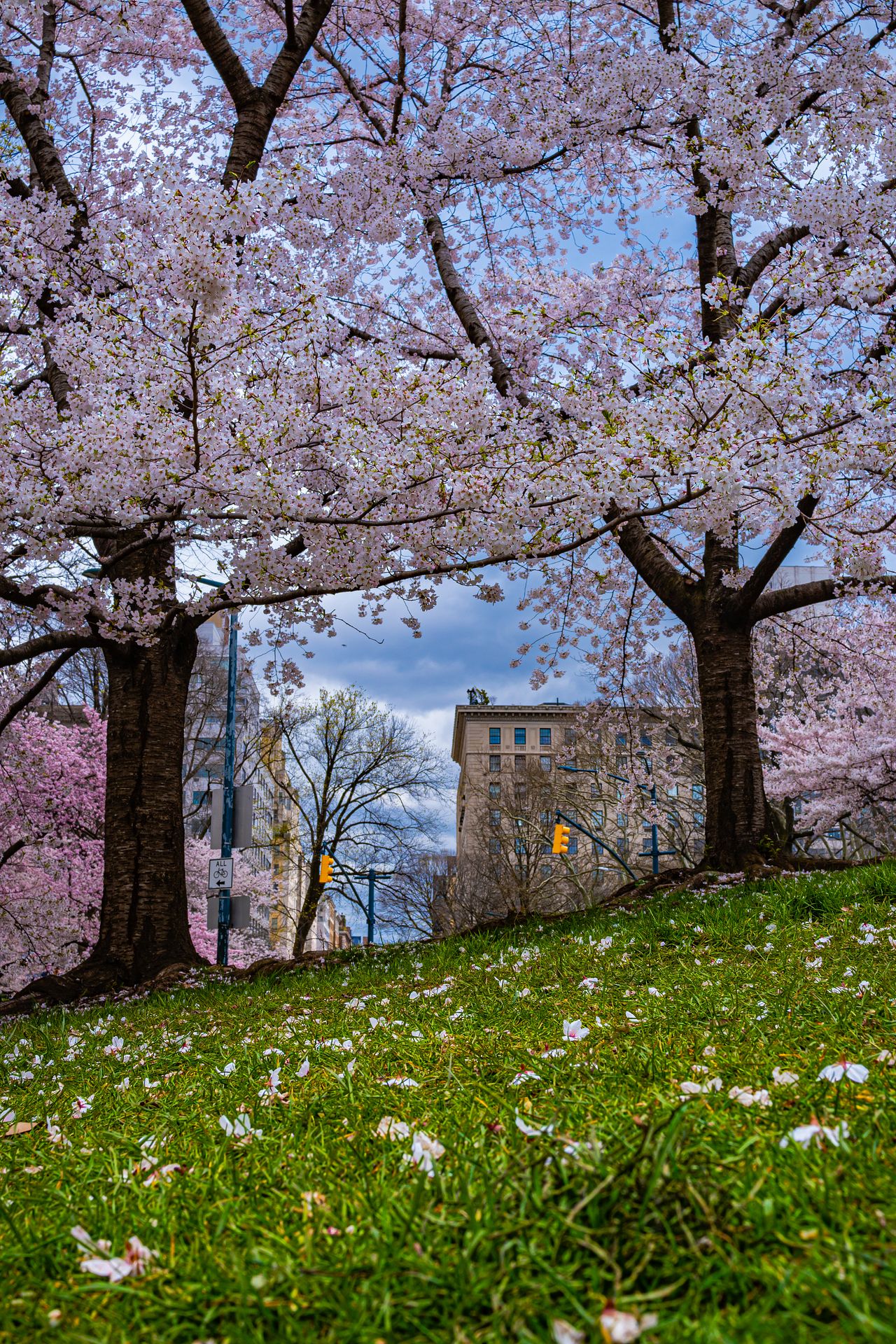 Central Park Cherry Blossoms 