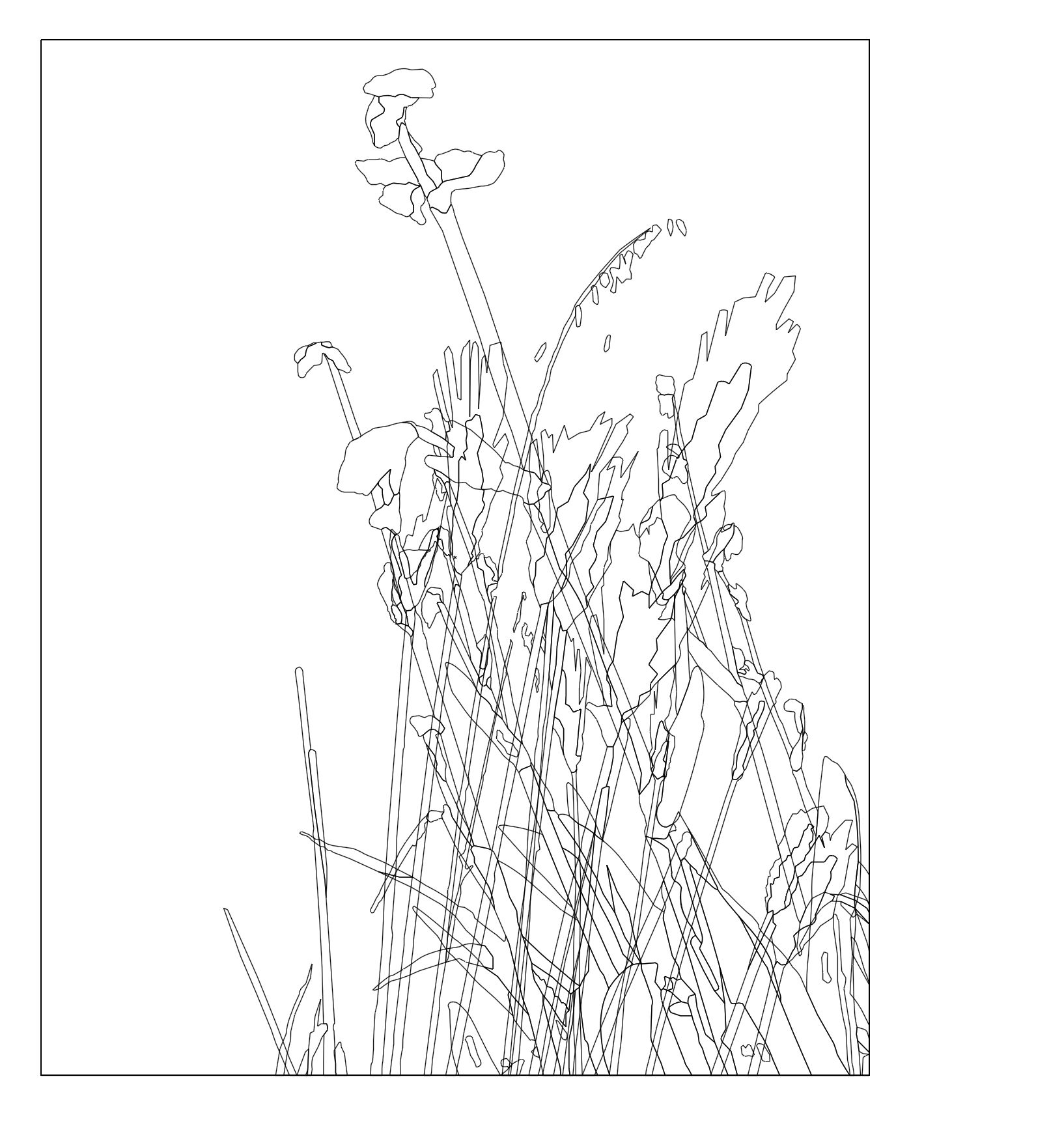 PLANTS;;;;lineart----