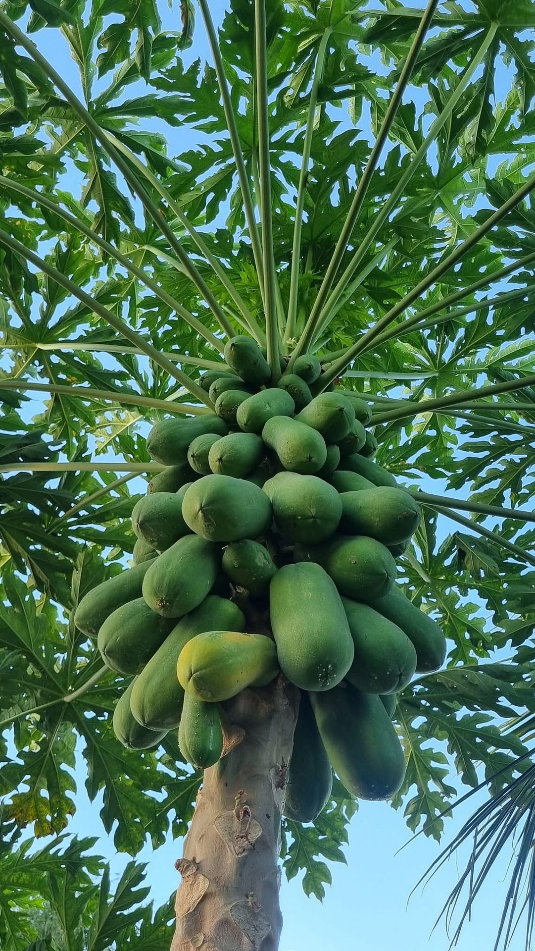 Papaya