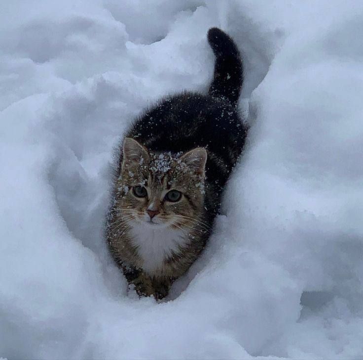 cat in the snow