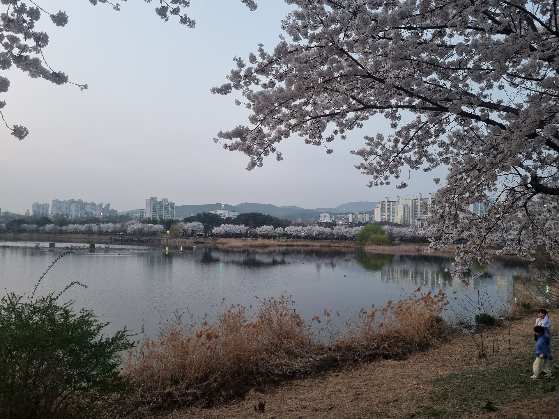 cherry blossoms at suwon13