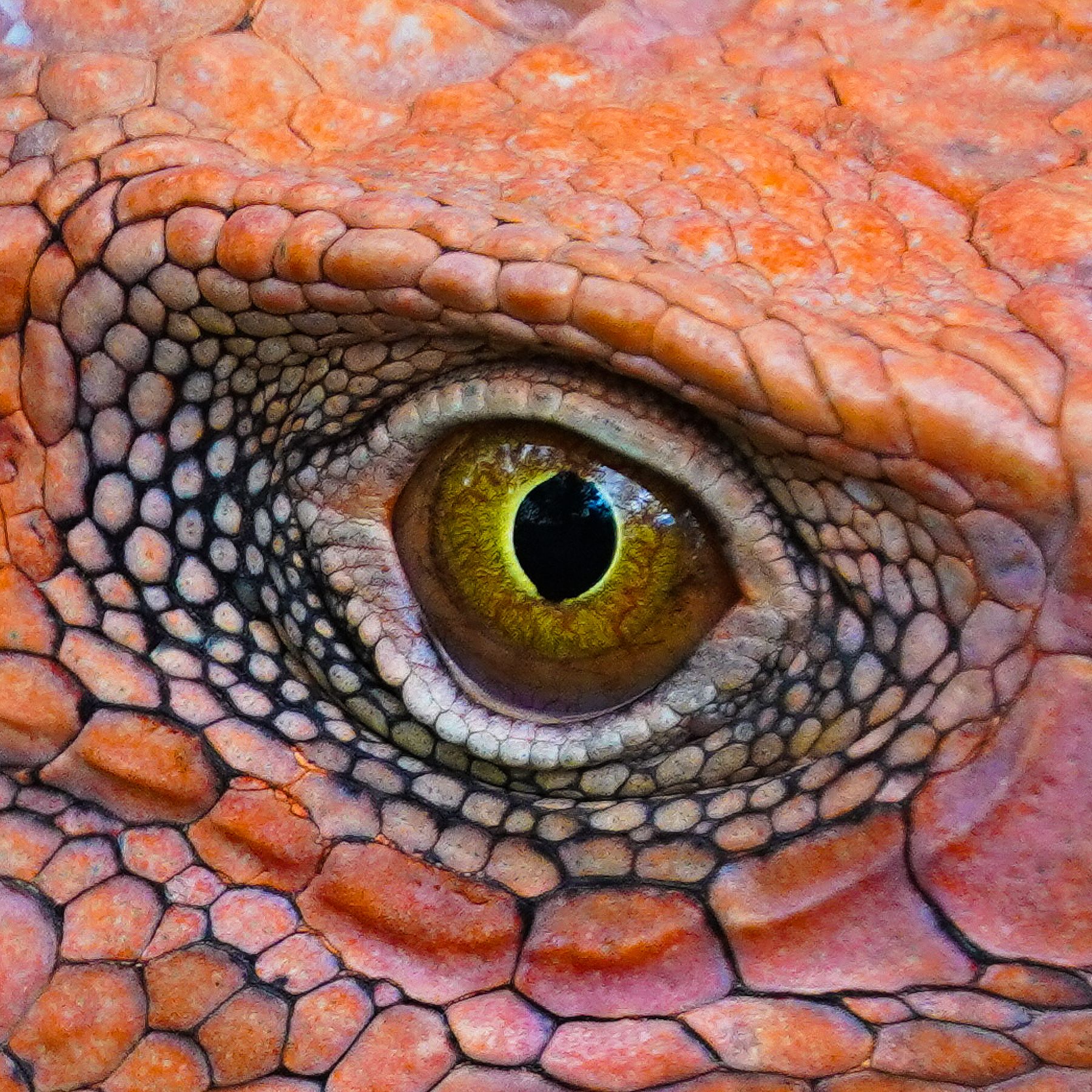 The Eye Of The Iguana