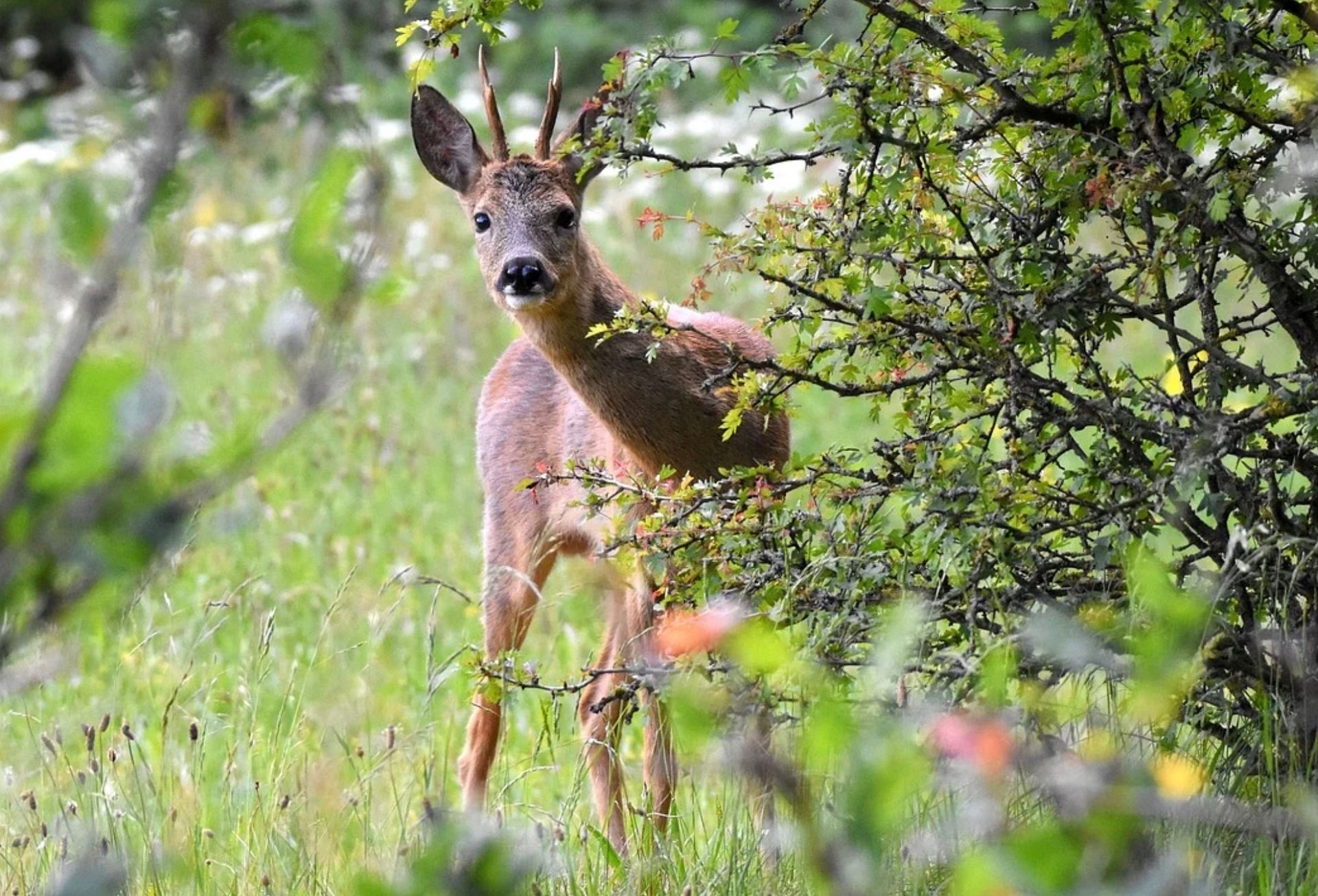 Spring deer