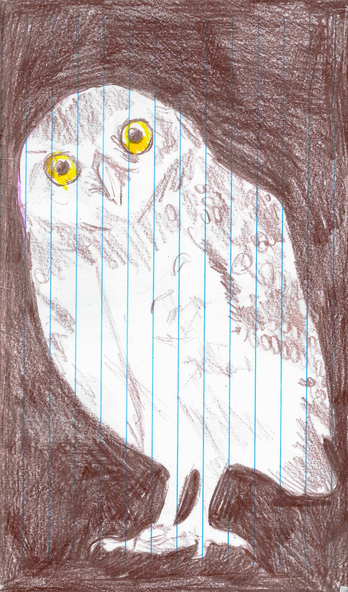 The Owl