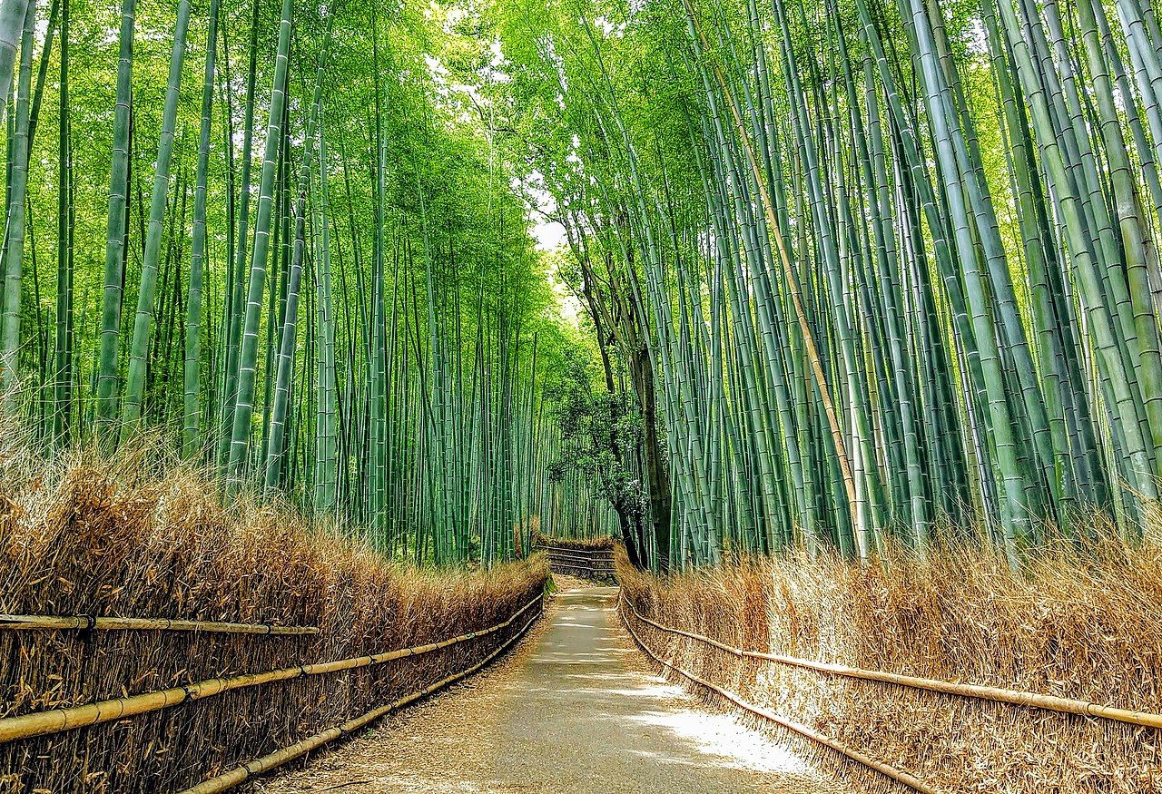 Arashiyama1