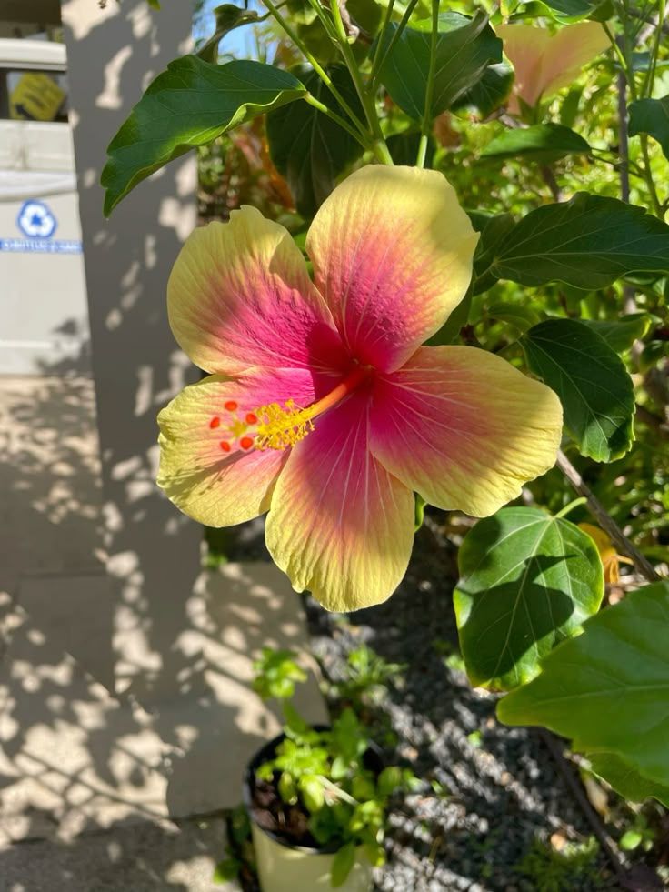 Hawaii flower