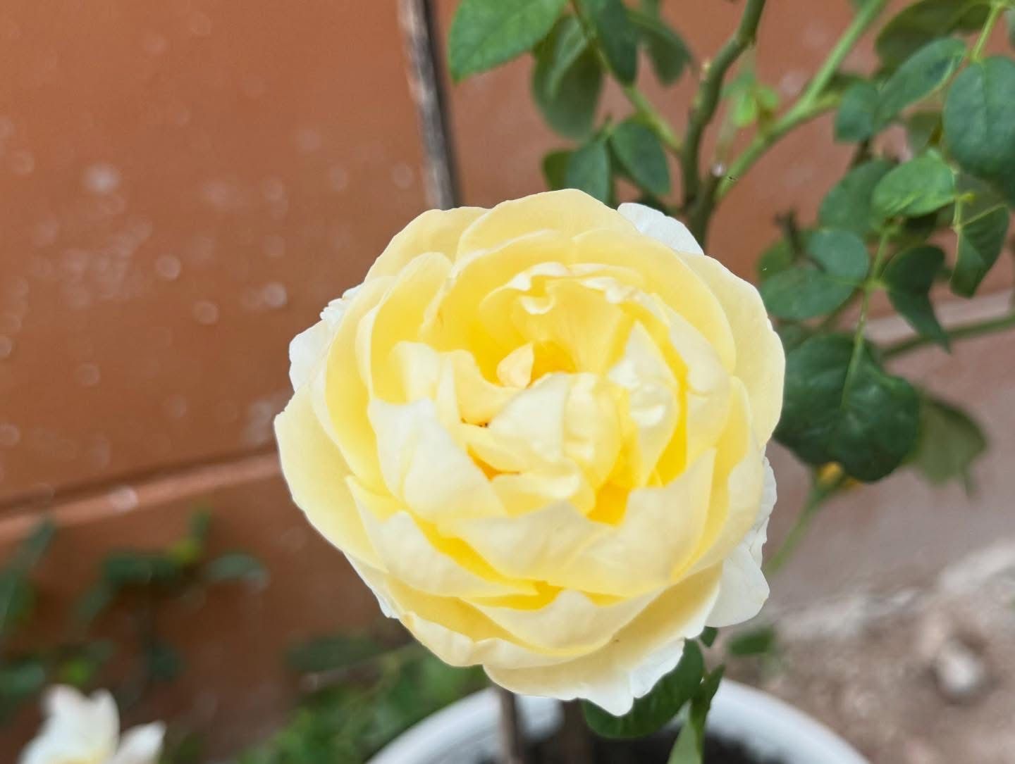 Yellow rose