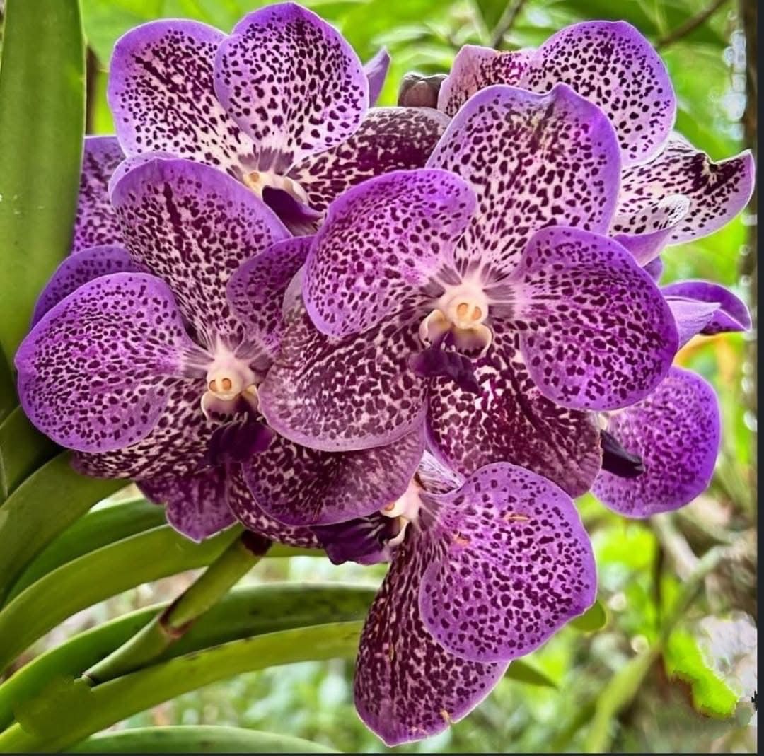 Purple orchid