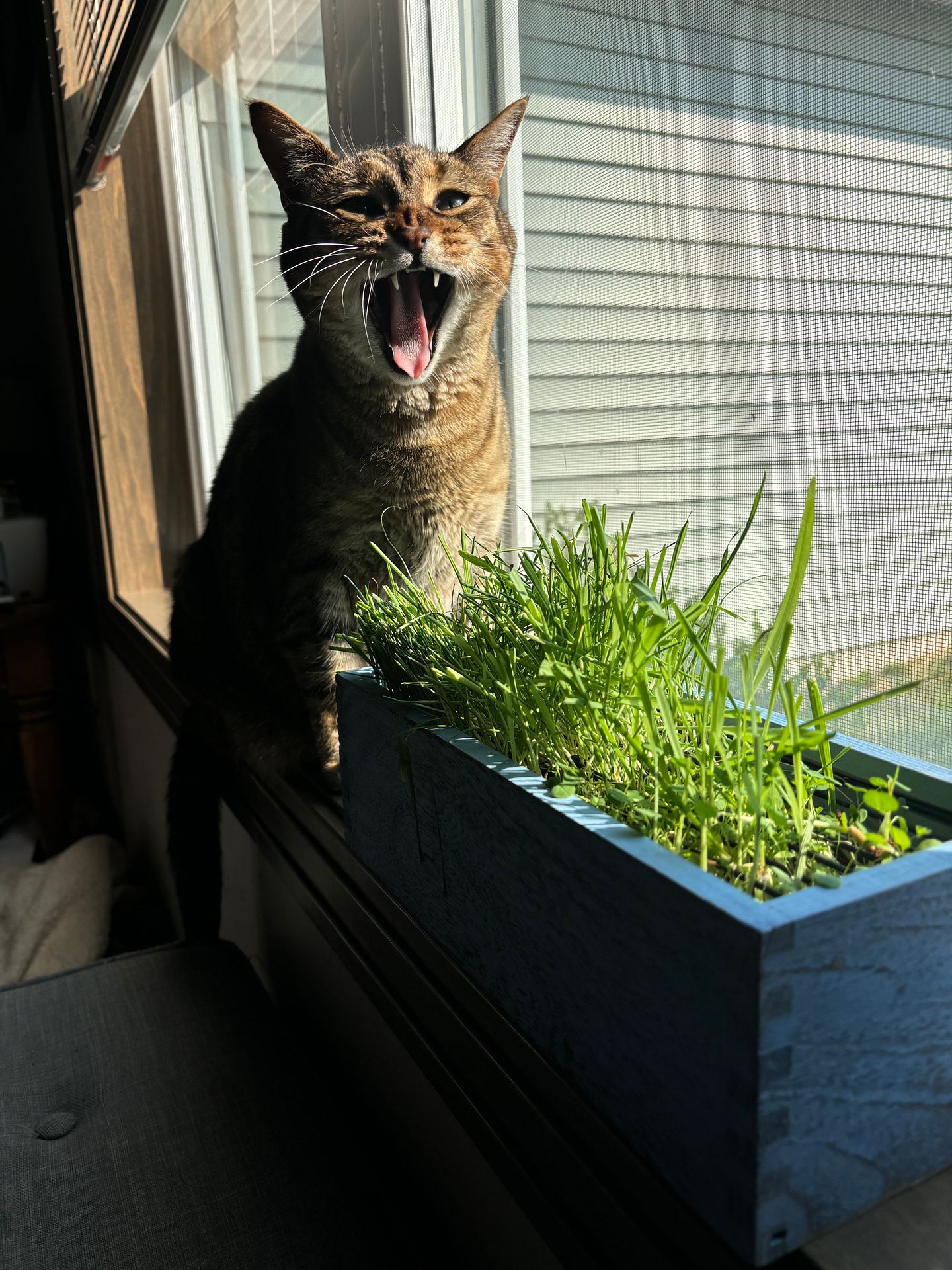 Mid yawn 😹