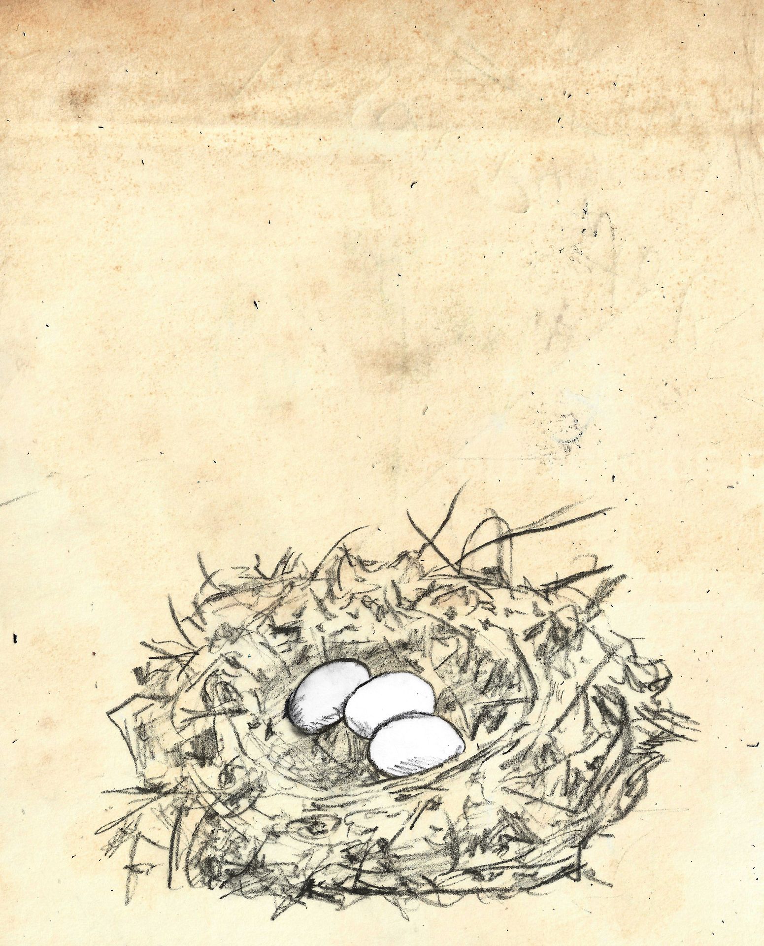 nest