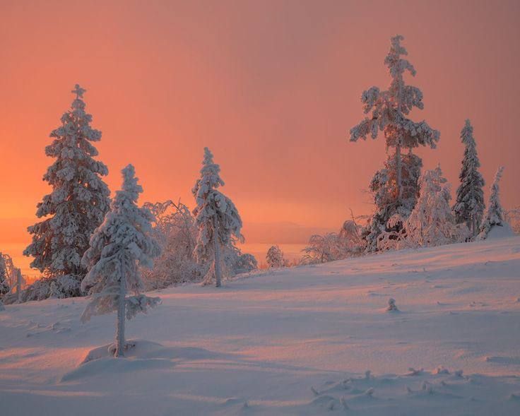 snowy trees