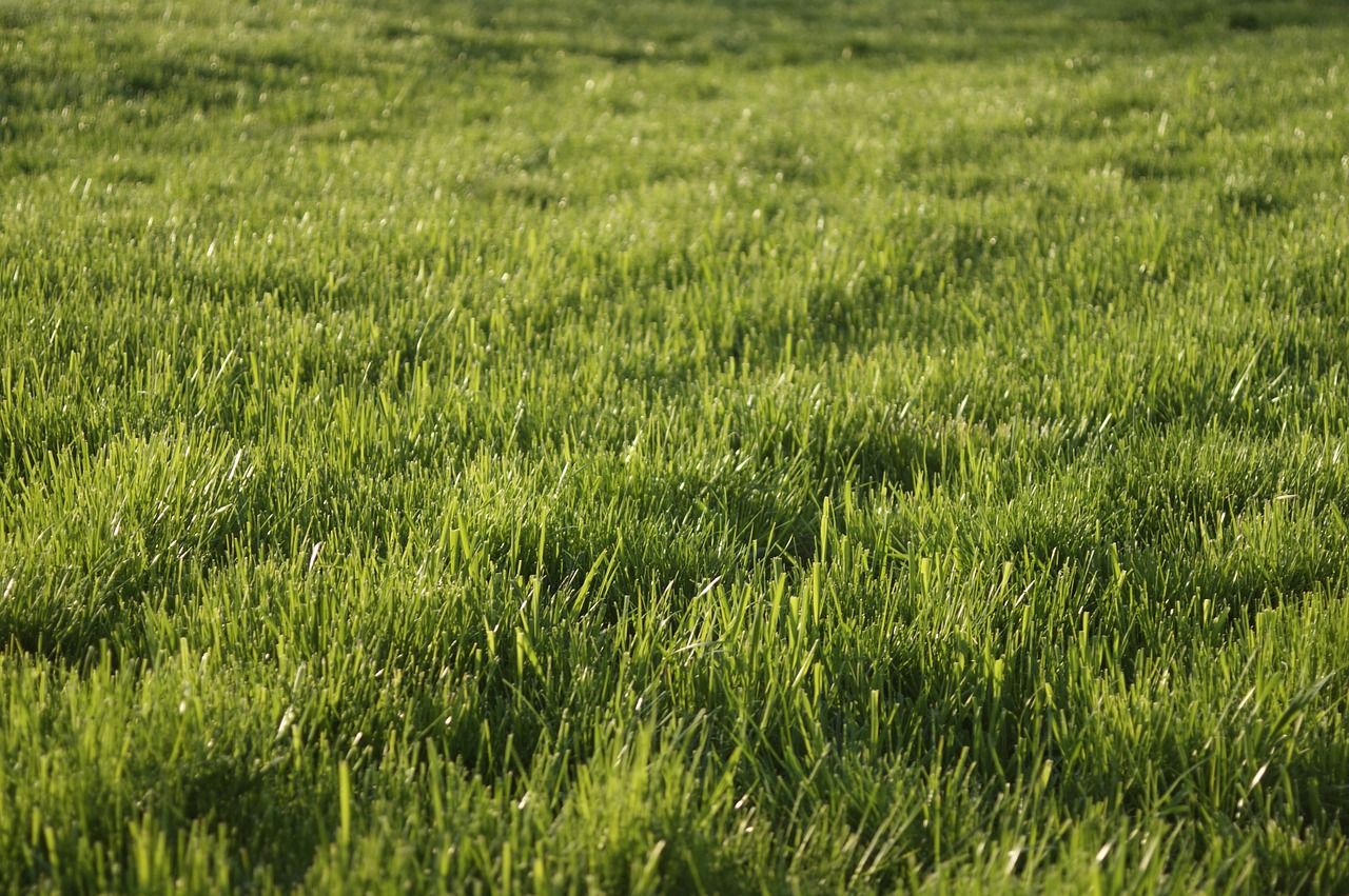 grass