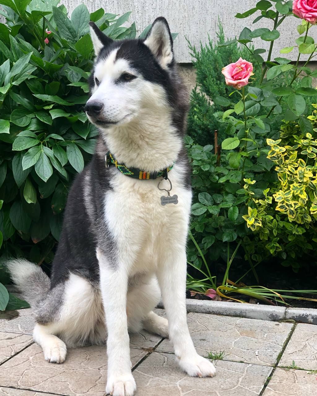 Big Black Syberian Husky