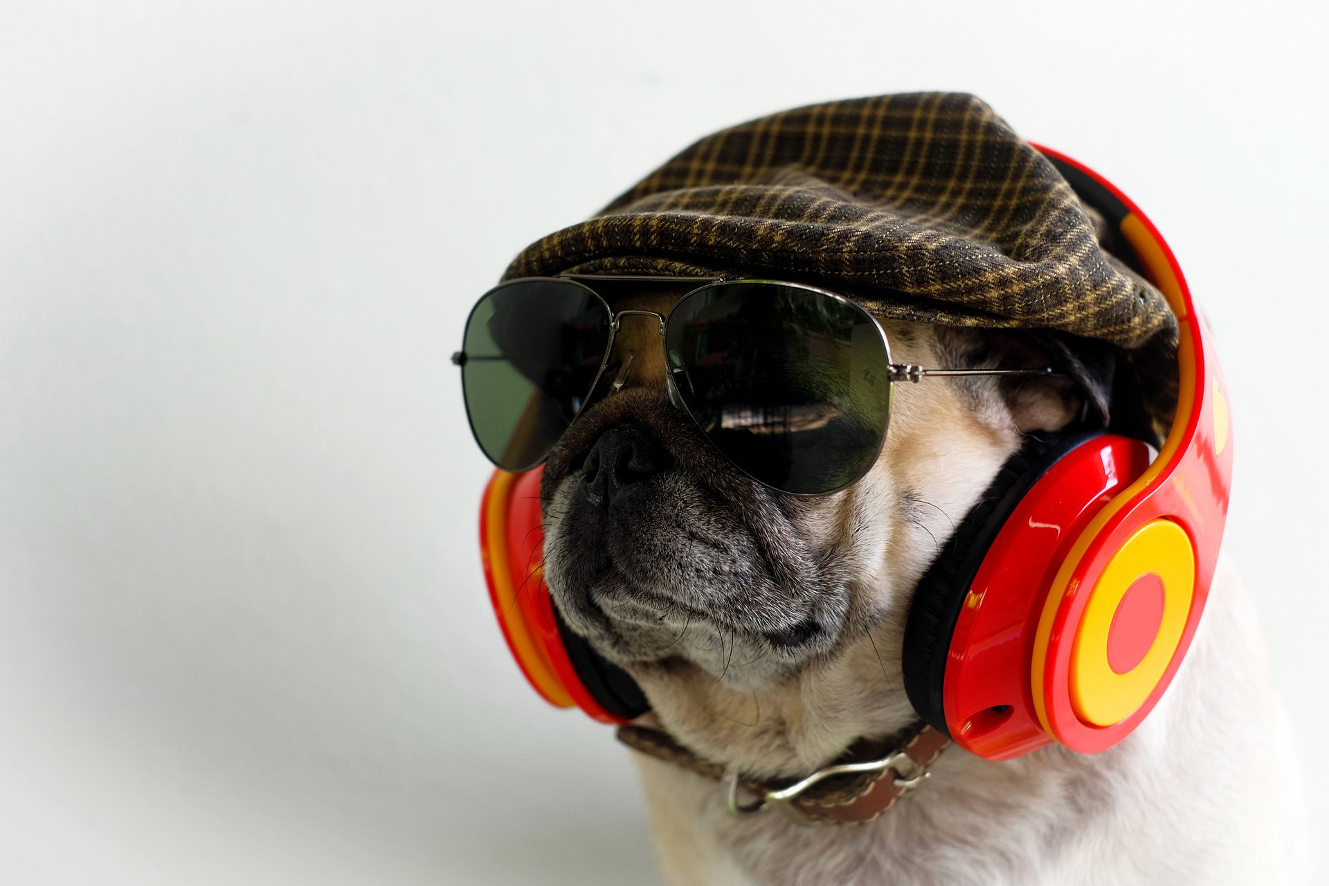 Cool dog