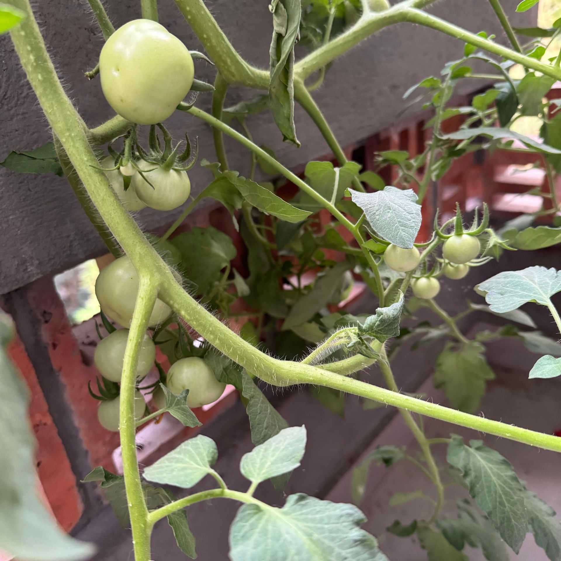 growing tomatoes testing zora 